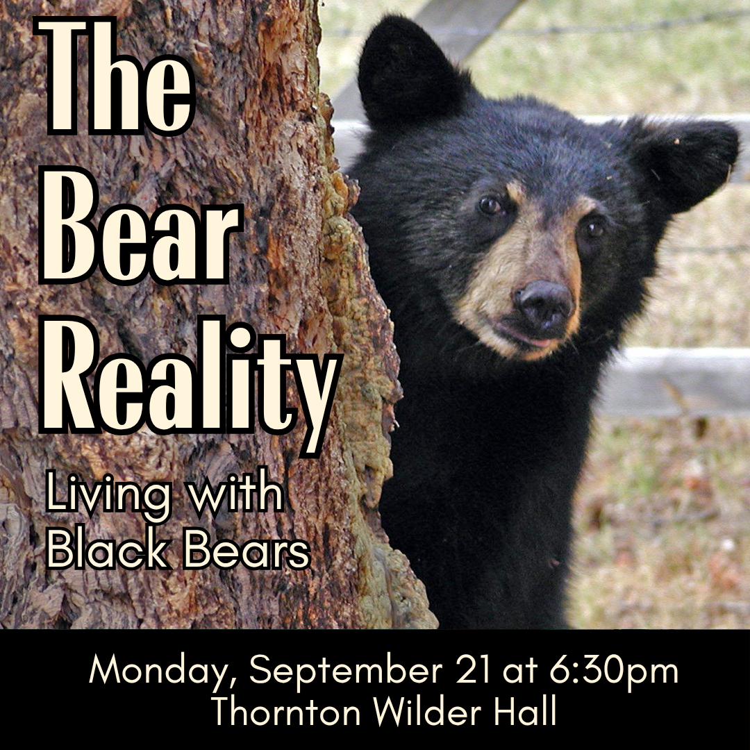 The Bear Reality