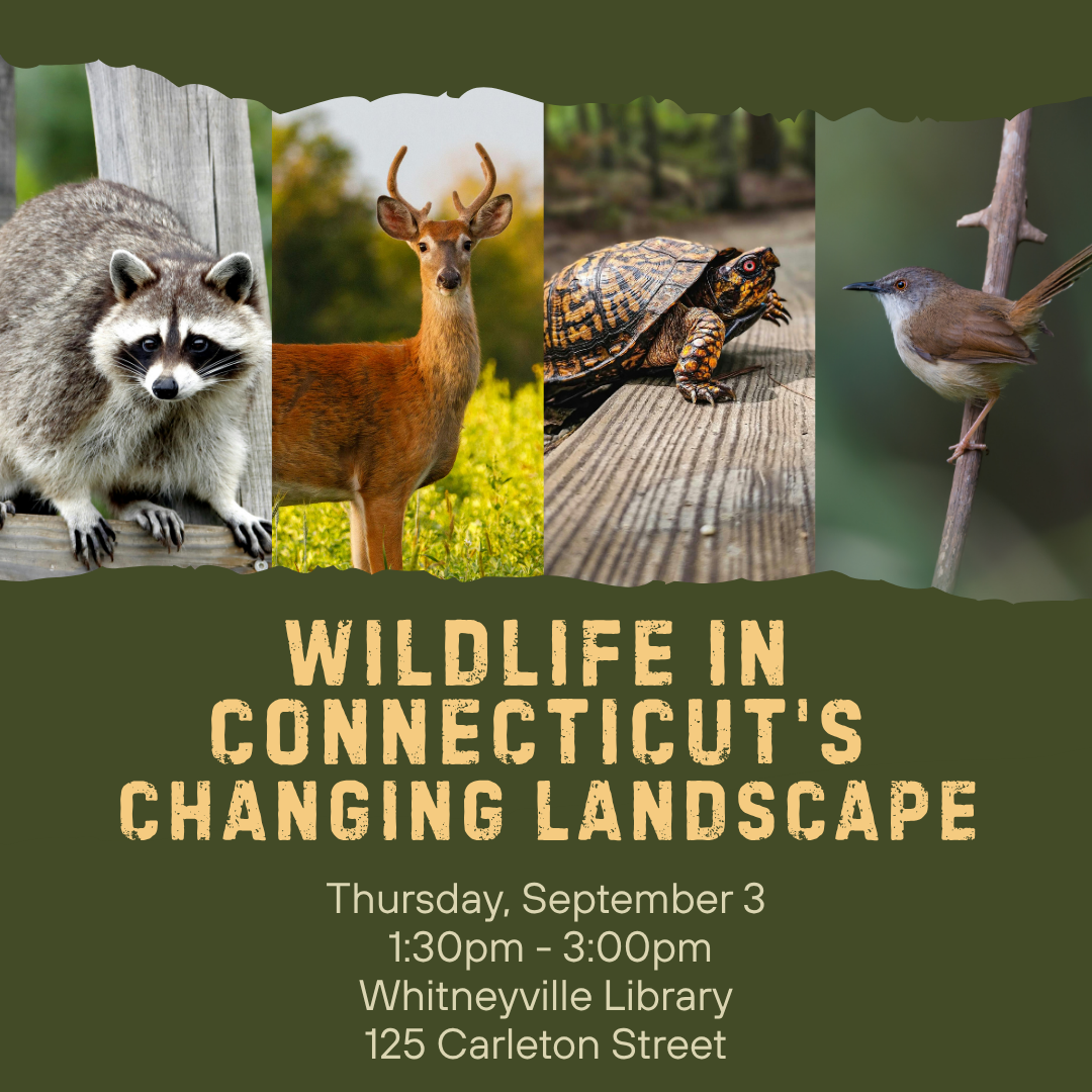 Wildlife in Connecticut's Changing Landscape