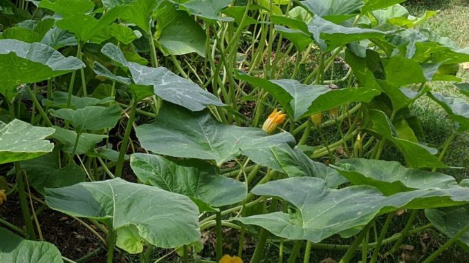 squash plant with flowers
