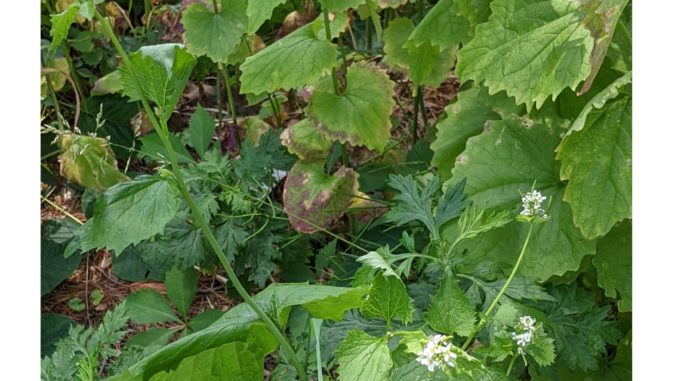 garlic mustard flowers