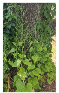 garlic mustard among tree roots