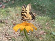 tiger swallowtail