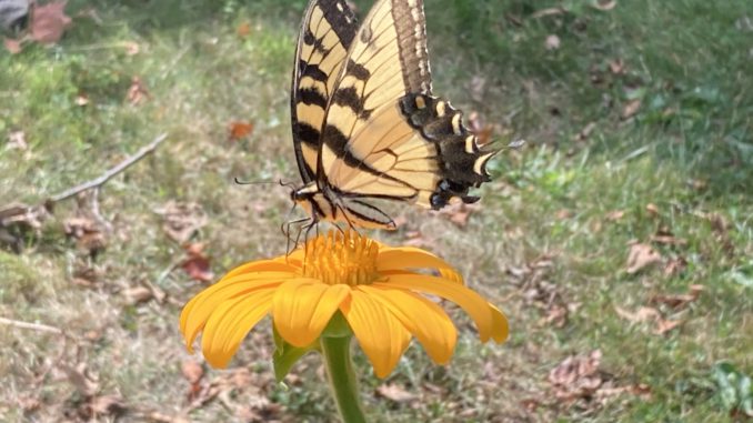 tiger swallowtail