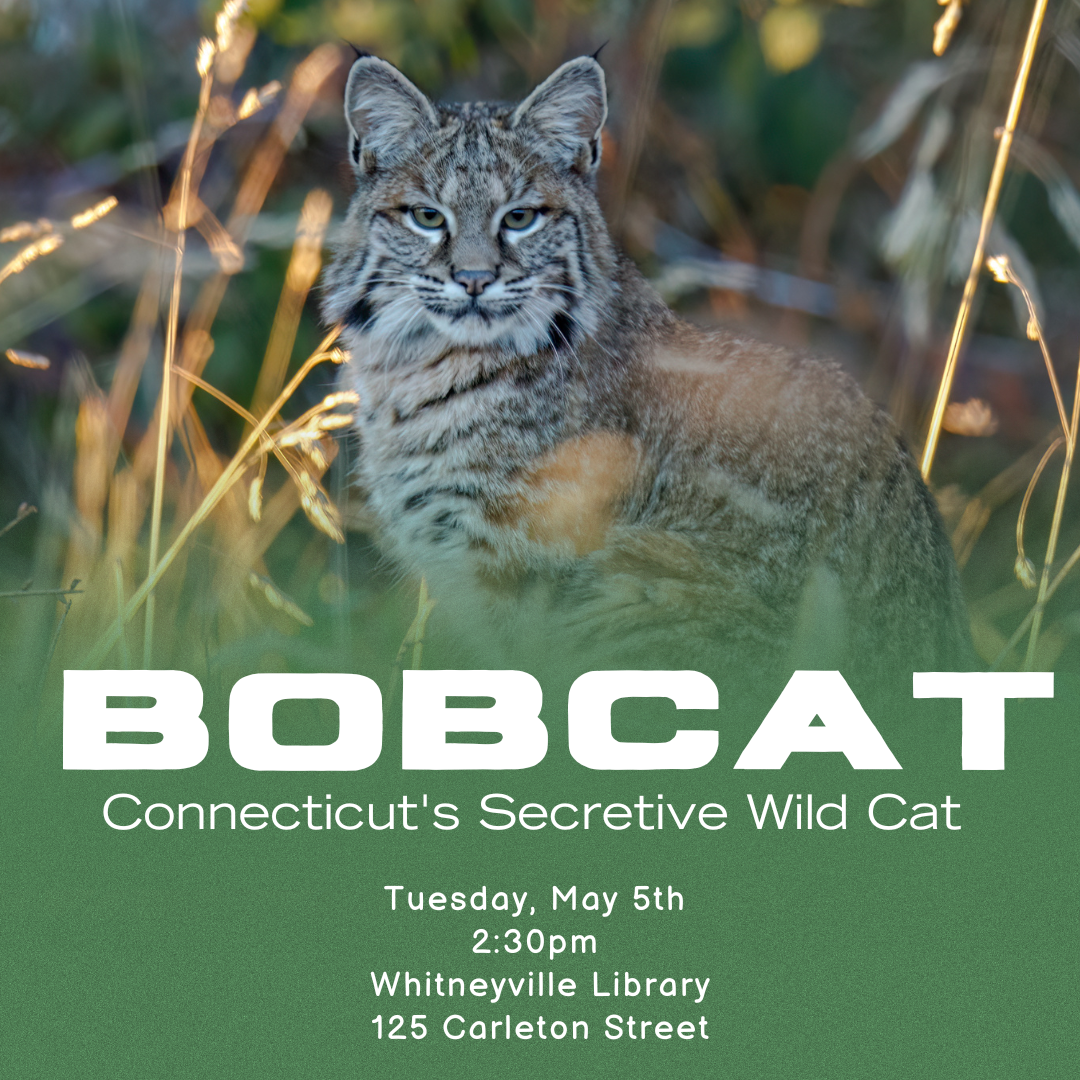 Bobcat