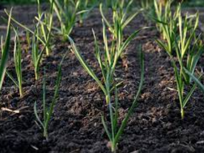 garlic kits