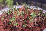 microgreens in round tray